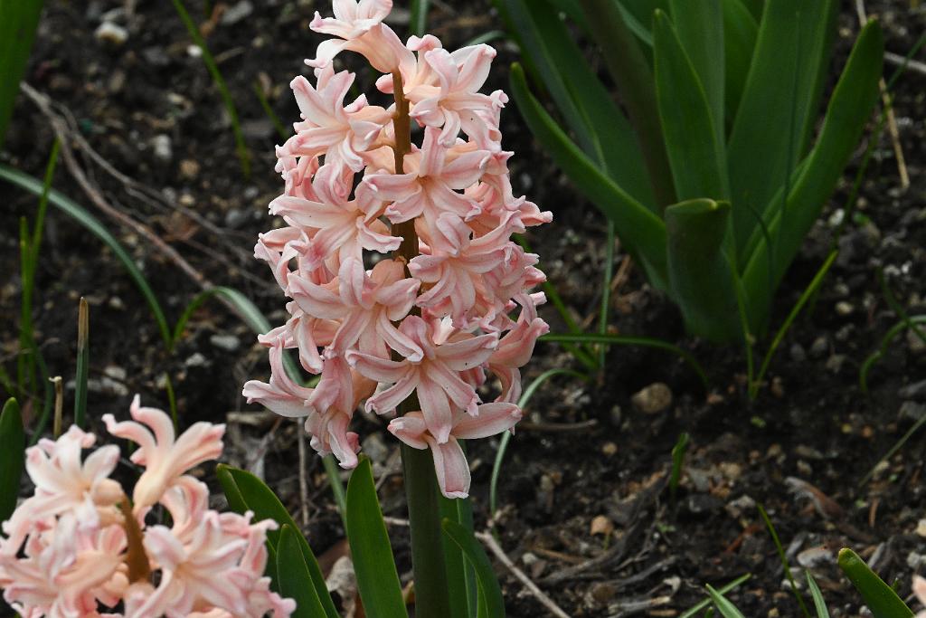 2025-04216448 Tower Hill Botanic Garden, MA.JPG - Hyacinth. New England Botanic Garden at Tower Hill, MA, 4-21-2025